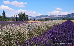 Campi di Lavanda de IL LAVANDETO DI ASSISI